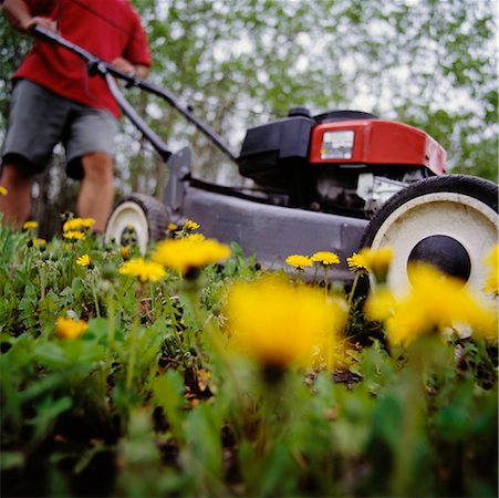 man mowing dandelions and lawn