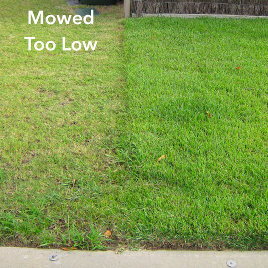 Mowed too low